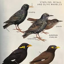 Attēlu rezultāti vaicājumam “Sturnus vulgaris male”