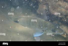 Image result for Diplodus capensis