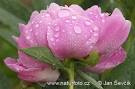 <b>Paeonia</b> sp.