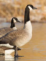 Attēlu rezultāti vaicājumam “Branta canadensis adult”