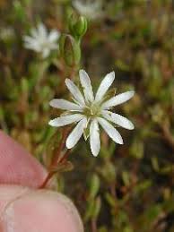 Attēlu rezultāti vaicājumam “Stellaria crassifolia”