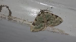 Attēlu rezultāti vaicājumam “Colostygia pectinataria”