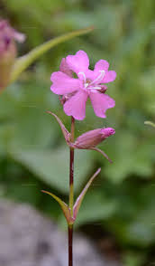 Attēlu rezultāti vaicājumam “Silene viscaria fruit”