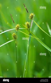 Attēlu rezultāti vaicājumam “Carex lepidocarpa fruit”