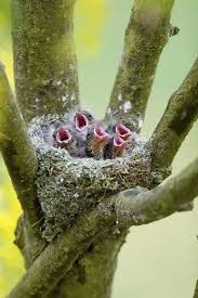 Attēlu rezultāti vaicājumam “Fringilla coelebs nest”