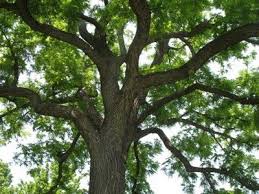 Attēlu rezultāti vaicājumam “Juglans nigra”