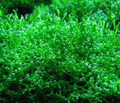 Attēlu rezultāti vaicājumam “Riccia rhenana”