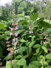 Attēlu rezultāti vaicājumam “Stachys”