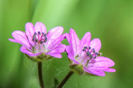 Attēlu rezultāti vaicājumam “Geranium pusillum flower”