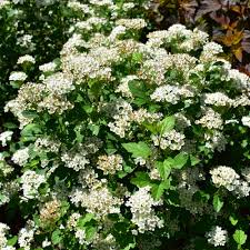 Attēlu rezultāti vaicājumam “Physocarpus opulifolius”