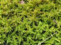 Attēlu rezultāti vaicājumam “Barbula unguiculata macro”