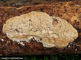 Attēlu rezultāti vaicājumam “Oxyporus corticola”