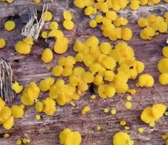 Attēlu rezultāti vaicājumam “Bisporella citrina”