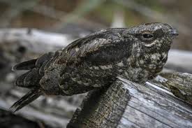 Attēlu rezultāti vaicājumam “Caprimulgus europaeus adult”