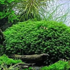 Attēlu rezultāti vaicājumam “Fissidens”