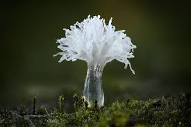 Attēlu rezultāti vaicājumam “Ceratiomyxa morchella macro”