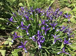 Attēlu rezultāti vaicājumam “Iris rosenbachiana”