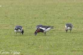 Image result for Branta ruficollis