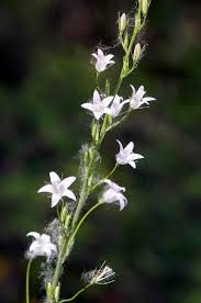 Image result for Campanula rapunculus