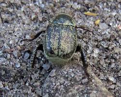 Attēlu rezultāti vaicājumam “Hoplia graminicola”