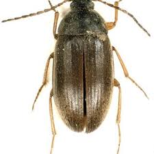 Attēlu rezultāti vaicājumam “Isomira murina”