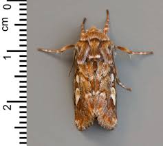 Attēlu rezultāti vaicājumam “Panolis flammea”