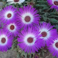 Image result for Chrysanthemum spectabile