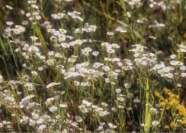 Attēlu rezultāti vaicājumam “Erigeron annuus flower”