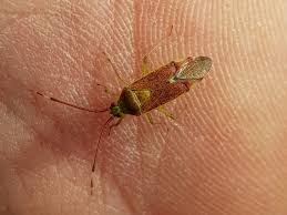 Attēlu rezultāti vaicājumam “Pantilius tunicatus”