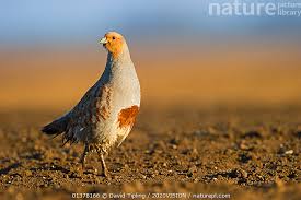 Attēlu rezultāti vaicājumam “Perdix perdix”