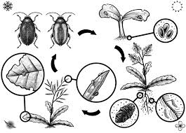 Attēlu rezultāti vaicājumam “Phyllotreta sp.”