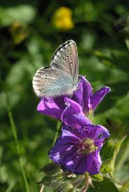 Attēlu rezultāti vaicājumam “Eumedonia eumedon underside”