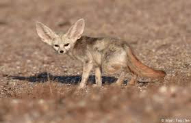 Attēlu rezultāti vaicājumam “Vulpes zerda”