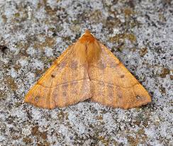 Attēlu rezultāti vaicājumam “Colotois pennaria”