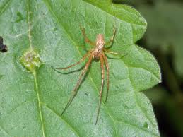 Attēlu rezultāti vaicājumam “Metellina segmentata”