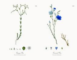 Attēlu rezultāti vaicājumam “Linum catharticum flower”