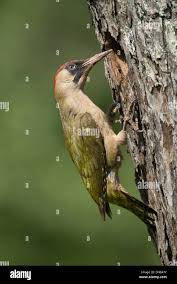 Attēlu rezultāti vaicājumam “Picus viridis nest”