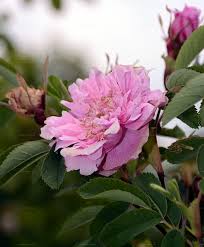 Attēlu rezultāti vaicājumam “Rosa majalis”