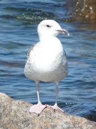Attēlu rezultāti vaicājumam “Larus marinus”