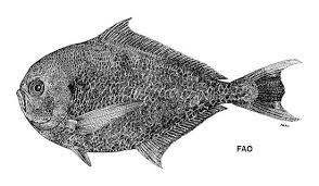 Image result for Eumegistus illustris