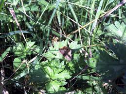 Attēlu rezultāti vaicājumam “Maniola jurtina female”