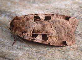 Attēlu rezultāti vaicājumam “Xestia triangulum”