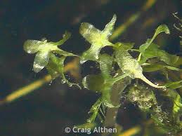 Attēlu rezultāti vaicājumam “Lemna trisulca”