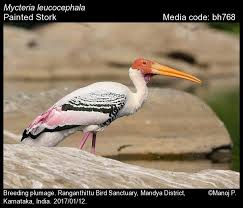 Attēlu rezultāti vaicājumam “Ciconiiformes”