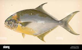 Image result for Trachinotus carolinus