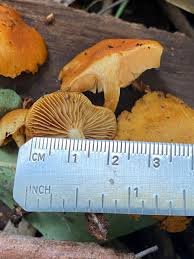 Attēlu rezultāti vaicājumam “Stemonitopsis hyperopta var. landewaldii macro”