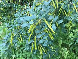 Attēlu rezultāti vaicājumam “Caragana arborescens fruit”