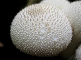 Attēlu rezultāti vaicājumam “Lycoperdon pyriforme sessile”