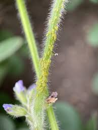 Attēlu rezultāti vaicājumam “Stemonitopsis aequalis var. microspora stalked”