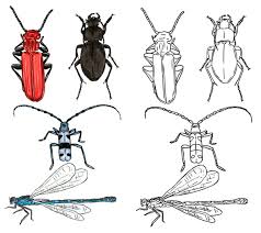 Attēlu rezultāti vaicājumam “Cucujidae”